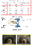 ff19   Shaft 15 bis 07 05 2021 tünel